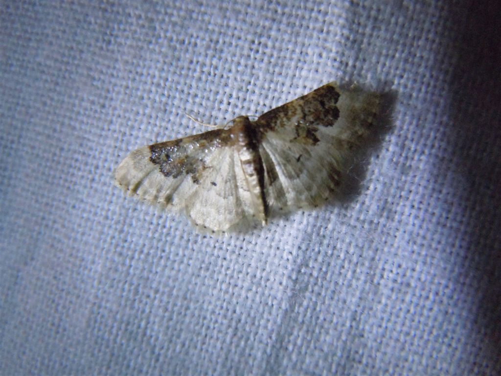 Idaea rusticata?